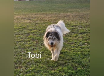 Tobi, geb. 2018, Wuschelhund sucht liebevolles Zuhause