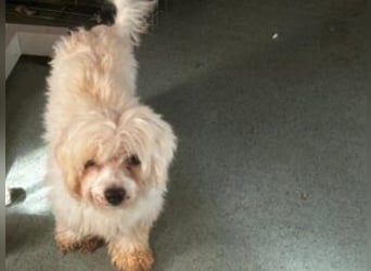 Zemi: Von Ihren Besitzern im Tierheim abgegeben