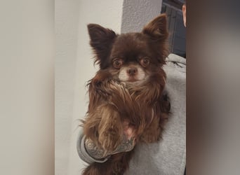 Wir haben aktuell Welpen. 2 Chihuahua Mädels