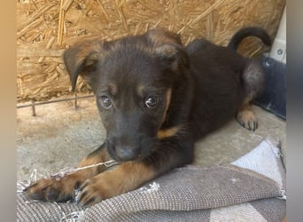  Zauberhafter Djoko sucht sein Für-immer-Zuhause oder eine Pflegestelle ab dem 06.09.2025 