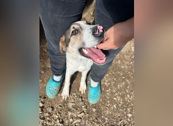 Die halbblinde Beba sucht dringend einen Platz