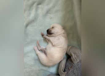 Mittelspitz-Chihuahua-Terrier Mix