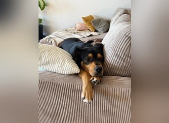 Zako sucht sein Für-Immer-Zuhause ❤️