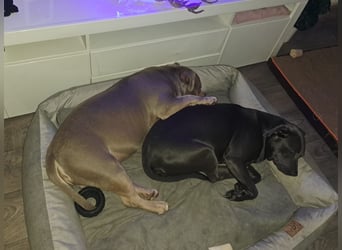 Süße Labradorwalmaraner/ American bully (pocket) Mix