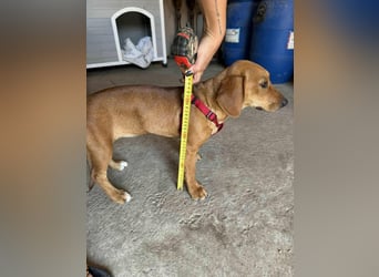 Honey, geboren 01.01.2025, 32cm sucht ihr für immer Zuhause
