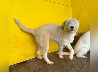 Wilma, 1 ¼-jähriges Mädel, Größe: mittelgroß, freundlich, aufgeschlossen, verschmust, souverän