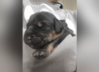 OEB Mix Welpen ideale Familienhunde