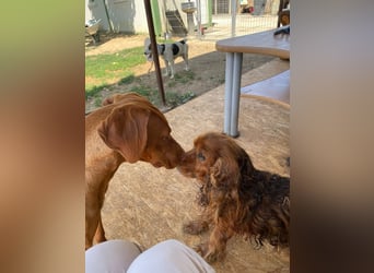 Levante sucht Vizsla Liebhaber