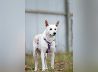 Hübsche Sunny sucht liebevolles Zuhause