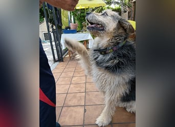 ROCKY-liebevoller, sanfter Riese in einem sehr guten Zuhause aufgewachsen