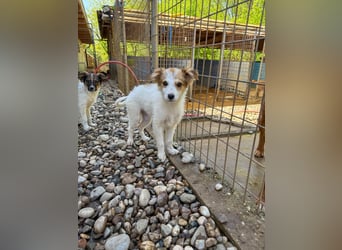Zauberhaftes Hundemädchen ANNEMARIE ist neugierig und verspielt