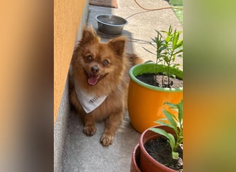Tobi2 SR – unkomplizierter Sonnenschein sucht neues Glück