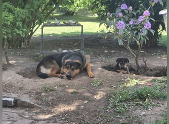 Rottweiler Schäferhund Mischling