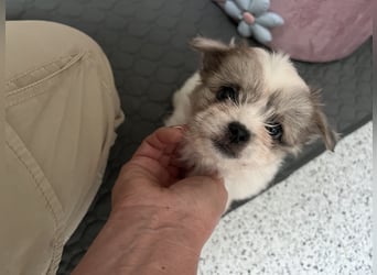 Maltipoo - Welpen - Rüden und Hündin