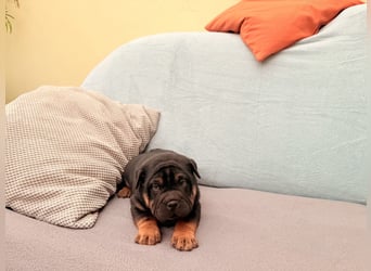 Bullpeiwelpen, Mischling aus englischer Bulldogge und Sharpei/Shar-Pei