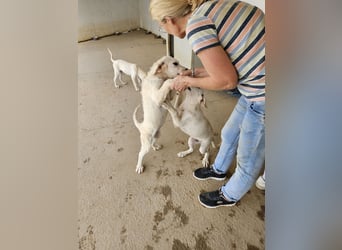 Gloria: 7 auf einen Streich