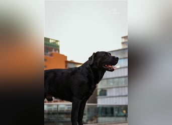 26-fach freier Labrador Retriever Deckrüde / GRSK / DOK / Stud dog /