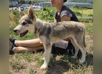 MONTY Husky Mix