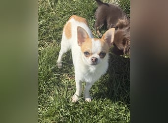 Chihuahua Rüde 9 Monate alt mit Ahnentafel