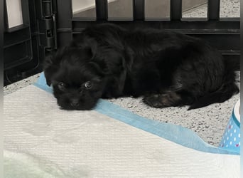 Maltipoo - Welpen - Rüden und Hündin