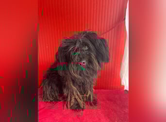 Lola, Puli-Mix, Hündin, geb.am 28.02.2022, 45 cm, 15 kg