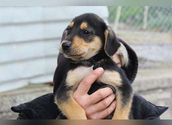 Sammy – kleiner Wirbelwind sucht sein Für-Immer-Zuhause
