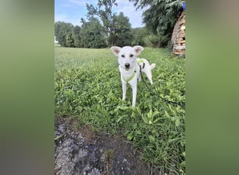 Berni - ein absoluter Traumhund