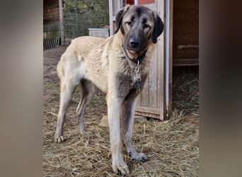 Kangal-Junghunde -  Sila, Shaya und Tamaz