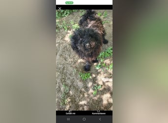 Guba-DG, Hütehund sucht Aufgabe!