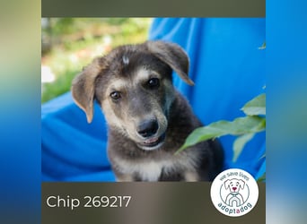 Chip 269217: Hundekind sucht ein Zuhause