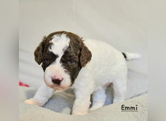 Lagotto Romagnolo Welpen mit LRWD e.V./ VDH Papieren