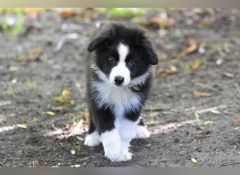Miniature American Shepherd Welpen, Mini Aussies vom Züchter mit Papieren