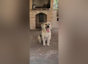 Ludwig der treue Hundekumpel