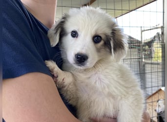 Louie – ein kleiner Schatz sucht seine Menschen