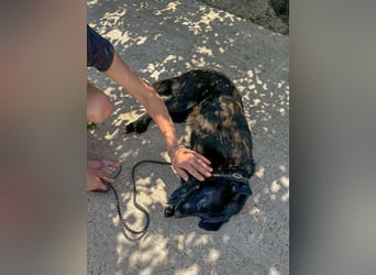 Schwarze Schönheit BELLA sucht ihre Menschen