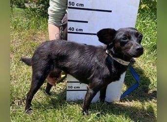 Regina, Pinscher Mischling
