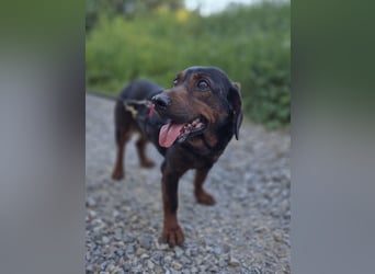 Franzi – kleine Hundedame chillt ihr Leben