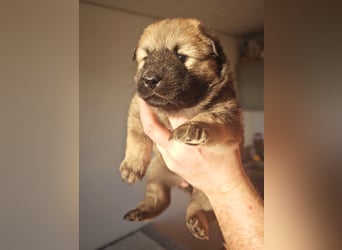 Reinrassige Eurasier-Welpen suchen ein liebevolles Zuhause