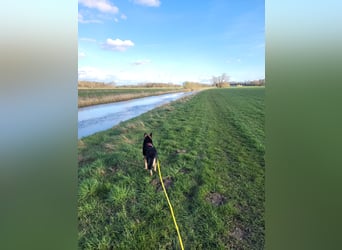 Schäferhundmischling Bono