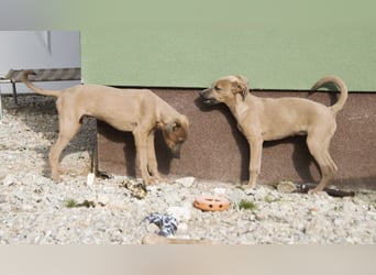 Mawie ein sanftes Mädchen