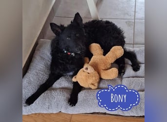 Bony ein absoluter Engel auf 4 Pfoten