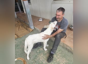 Paolo: dankbarer, verschmuster Welpe