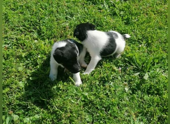 Foxterrier 