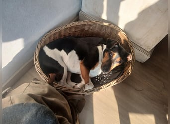 Jack Russell Terrier tricolor reinrassig