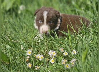 Border Collie Welpen -  Rüden und Hündin