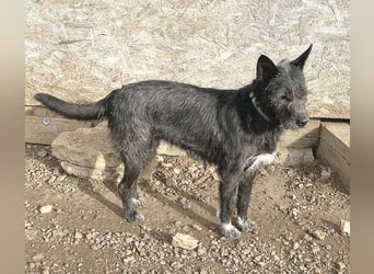 ❤️ außergewöhnliche Schönheit KORMA - 9,5 Jahre, 46cm/20kg - SchnauzerMix