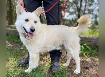 Snowy, Spitz-Mischling
