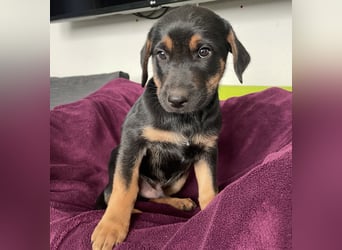 Süße aufgeweckte Mischlingswelpen Labrador-Retriever von Schulhunden