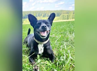 Lina, Ratonero Mischling, geb. 2018, aktive Hündin su. erfahrenes Zuhause