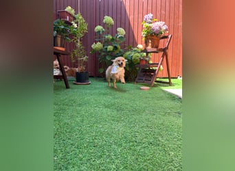 Rocky SR - Neugieriger Spitzwelpe mit Startschwierigkeiten